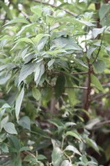 close up of leaves
