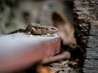 A small lizard with a tail basks in the sun in the summer sitting on wooden boards in the park