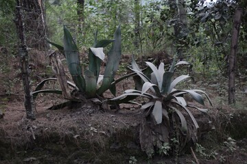 Agaves