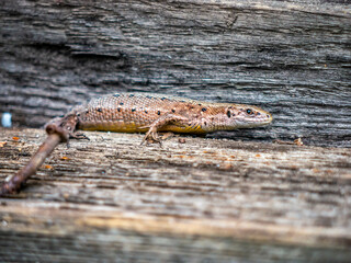 A small lizard with a tail basks in the sun in the summer sitting on wooden boards in the park