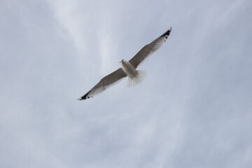 seagull in flight