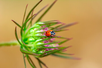 Beautiful ladybug on leaf defocused background