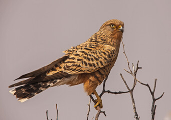 Greater Kestrel (Falco rupicoloides)