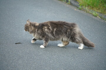 Schöne Katze unterwegs auf vier Pfoten und auf Asphalt mit langhaarigem Fell, Felis catus