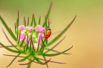 Beautiful ladybug on leaf defocused background