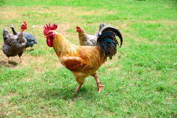 Rooster and some colorful chickens walking free on green grass of a ranch in a sunny day.