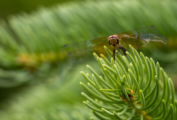 Dragon Fly in Pine tree