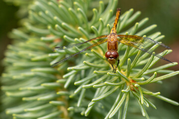 Dragon Fly in Pine tree