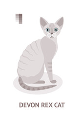 Devon Rex cat - vector illustration in flat style