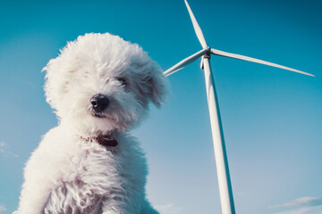 White dog and wind turbine for a clean concept