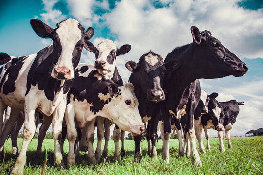 Group of Holstein cows