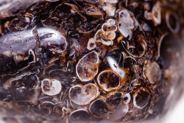 Macro mineral agate fossil fossilized with fossilized turtles on white background