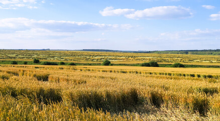 A yellow wheat field, with fallen ripe ears. Wide frame, space, open horizon.