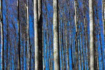 leafless tree stems in the forest