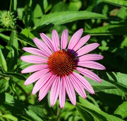 Fototapeta premium A close view of the pink coneflower in the garden.