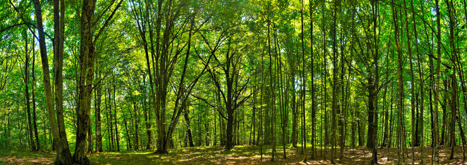panorama in the green deciduous forest