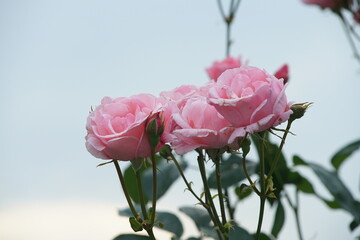 Rosen in rosa vor blauem Himmel als Hintergrund