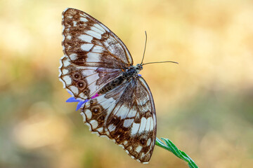 Macro shots, Beautiful nature scene. Closeup beautiful butterfly sitting on the flower in a summer garden.