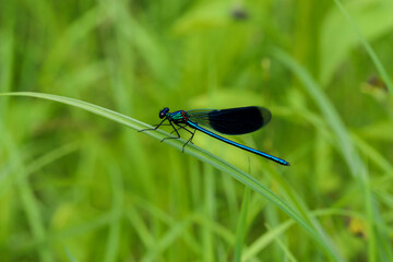 Strikoza on a branch
A small long skin color of green-blue dragonfly of metallic hue with large eyes and transparent wings on the plant. Insects in nature.
