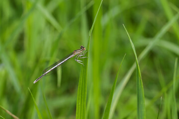 Strikoza on a branch
A small long light dragonfly in brown stripes with large eyes and transparent wings on the plant. Insects in nature.