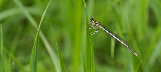Strikoza on a branch
A small long light dragonfly in brown stripes with large eyes and transparent wings on the plant. Insects in nature.