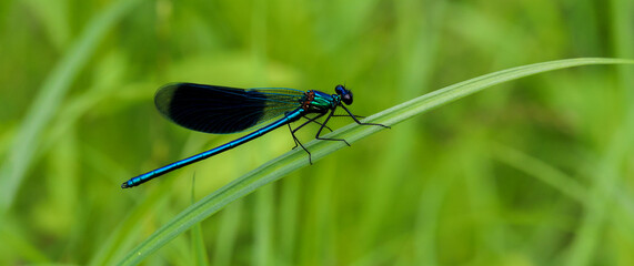 Strikoza on a branch
A small long skin color of green-blue dragonfly of metallic hue with large eyes and transparent wings on the plant. Insects in nature.