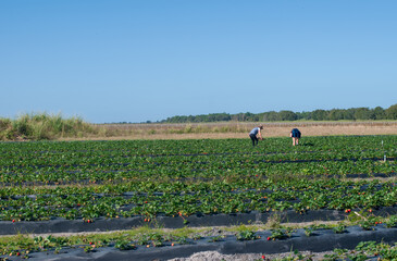 Picking Strawberries Landscape of Strawberry Field with Blue Sky