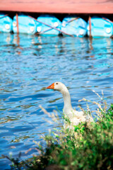 Lago de laguna san Martin Granada - Nicaragua 