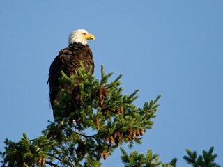 Mature Bald Eagle perched on the tree top