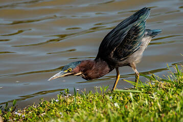 Green Heron
