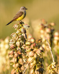 A western kingbird perches atop a yucca plant.