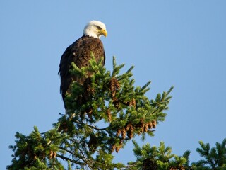 Mature Bald Eagle perched on the tree top