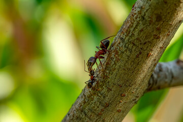 Beautiful Strong jaws of red ant close-up