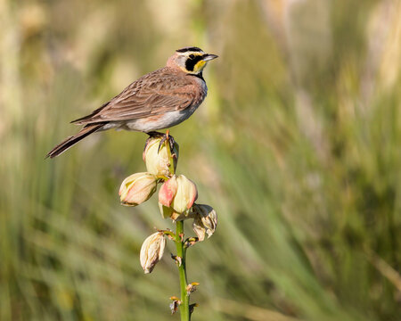 A horned-lark perches on a yucca.