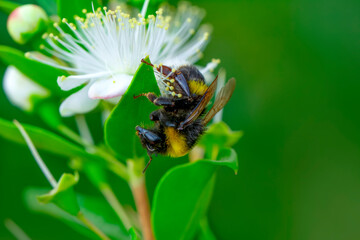 Beautiful Strong jaws of red ant close-up