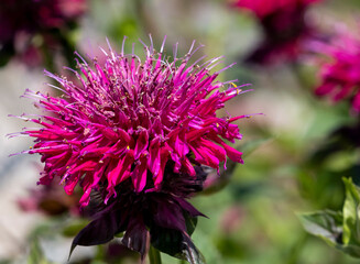 Obraz premium Bee Bahm blossoms planted to attract Hummingbirds