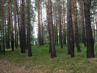 Obraz premium trees in the forest