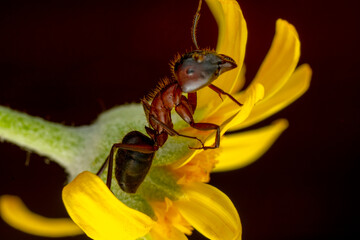 Beautiful Strong jaws of red ant close-up