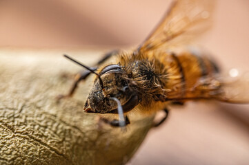 Bee closeup