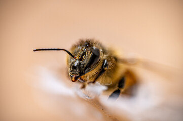 Bee closeup