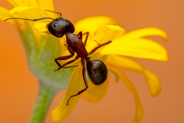 Beautiful Strong jaws of red ant close-up