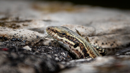 Podarcis muralis, Lagartija