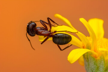 Beautiful Strong jaws of red ant close-up