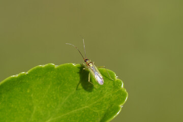 Campyloneura virgula. Tribe Dicyphini. Subfamily Bryocorinae. Family Plant Bugs, Miridae. Small predatory bug. On a leaf of an euonymus. July.
