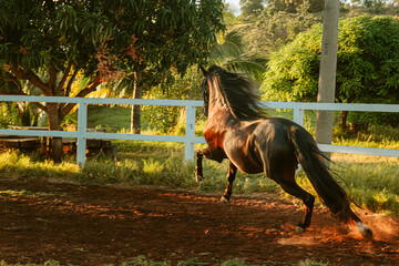 hermoso caballo negro