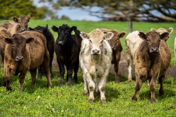 Murray grey and Angus cows grazing on green pasture.