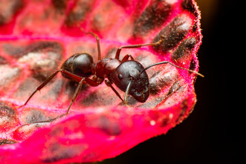 Beautiful Strong jaws of red ant close-up