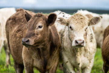 Murray grey and Angus cows grazing on green pasture.