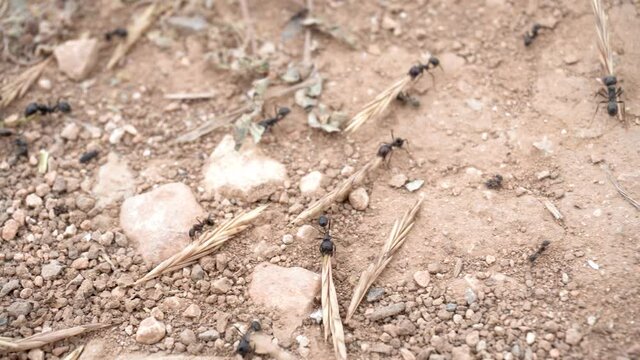 Close-up of some ants carrying sticks and wild herbs.