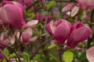 Flowers of a large pink magnolia on a branch, on a blurred background of other flowers